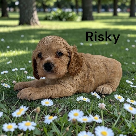 puppy, for, sale, Cocker Spaniel, Joe & Cherri  Overlease, dog, breeder, Miller, MO, dog-breeder, puppy-for-sale, forsale, nearby, find, puppyfind, locator, puppylocator, aca